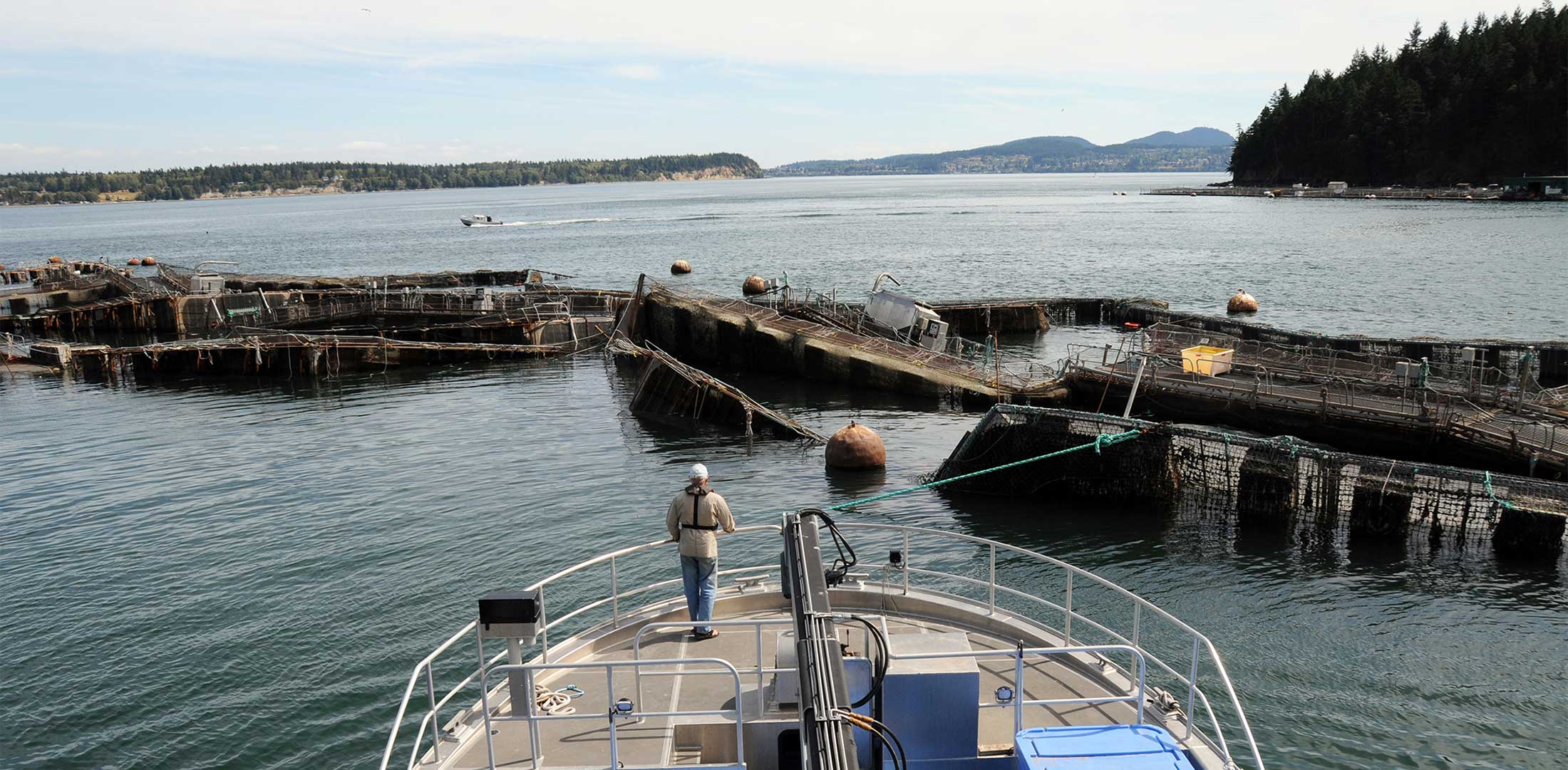A man standing on the prow of a fishing vessel surveys the remains of an industrial salmon farm's net pens